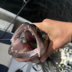 Boat fishing for Zander In Sweden